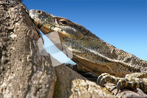 Image of lace monitor