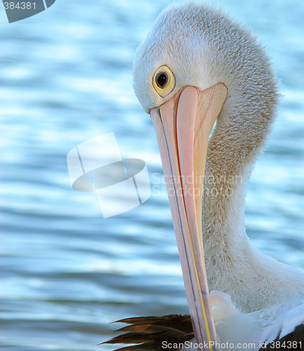 Image of pelican