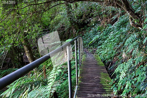 Image of rainforest path