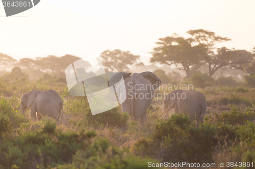 Image of Elephants in front of Kilimanjaro, Amboseli, Kenya