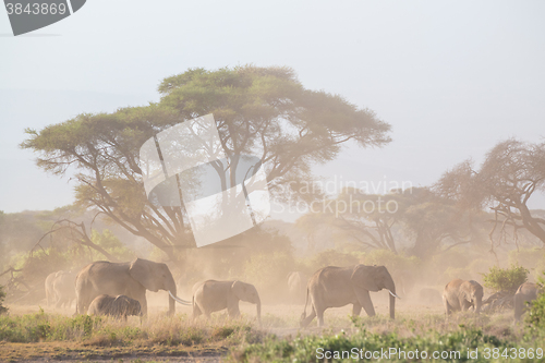 Image of Elephants in front of Kilimanjaro, Amboseli, Kenya