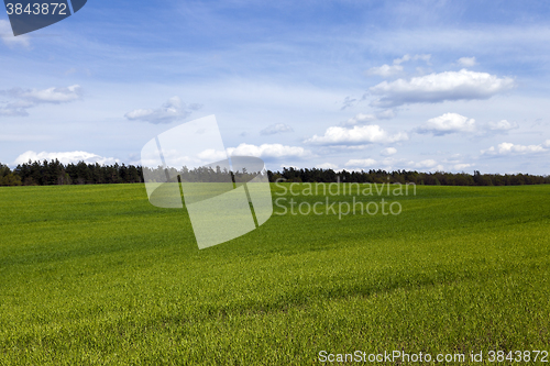 Image of sprouted wheat in the spring  