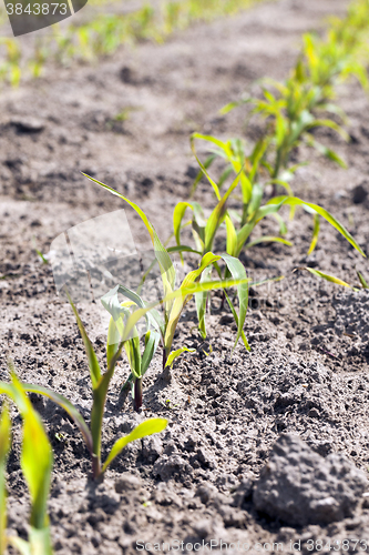 Image of Field of green corn 