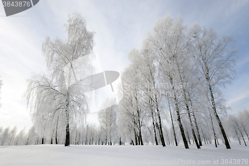 Image of trees in winter  