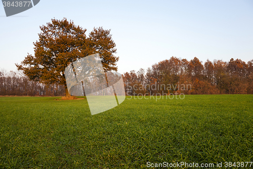 Image of Oak ,  autumn season