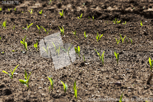 Image of agricultural field with corn  