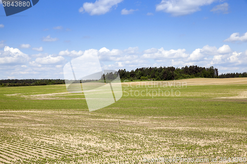 Image of field with beetroot  