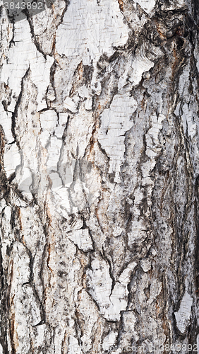 Image of birch bark background
