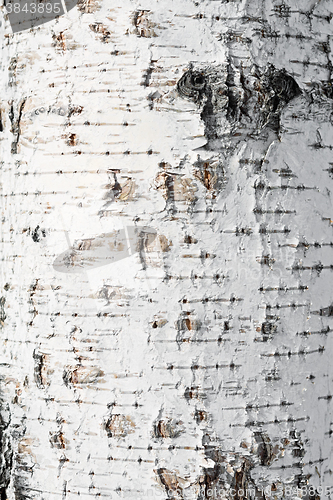 Image of birch bark background