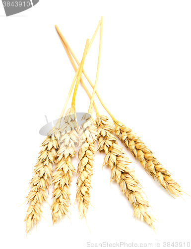 Image of wheat ears on white