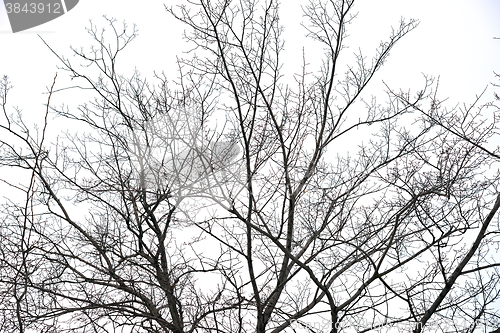 Image of trees without leaves