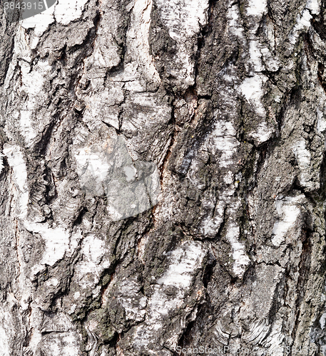 Image of birch bark texture