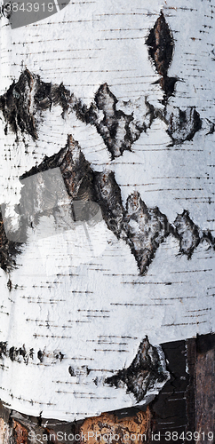 Image of birch bark texture