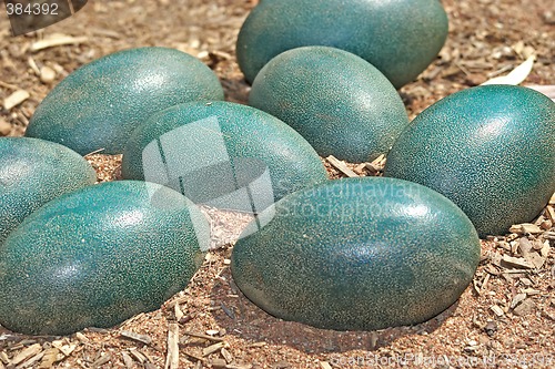 Image of green emu eggs in the dirt