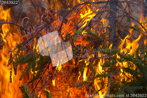 Image of Open flame on Fir Tree Branch