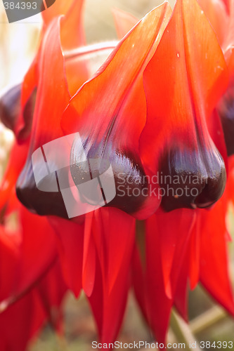 Image of sturts desert pea