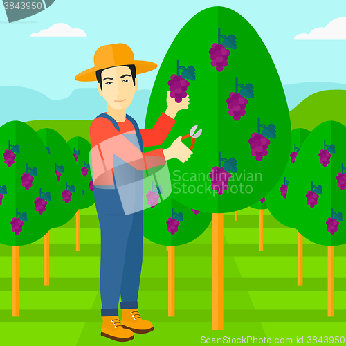 Image of Farmer collecting grapes.