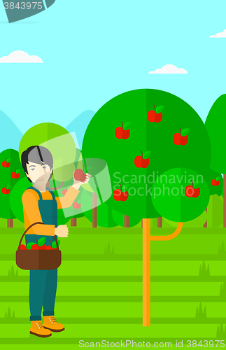 Image of Farmer collecting apples.