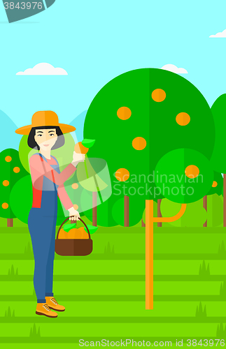 Image of Farmer collecting oranges.