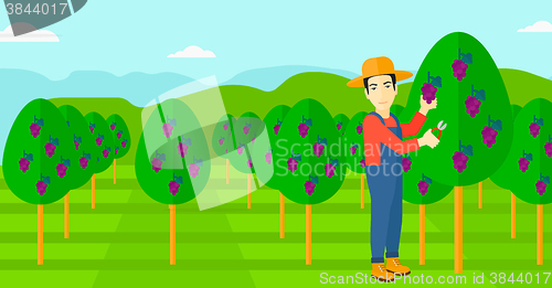 Image of Farmer collecting grapes.