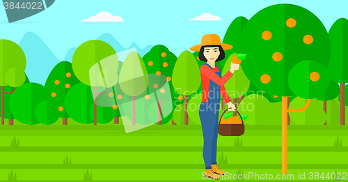 Image of Farmer collecting oranges.