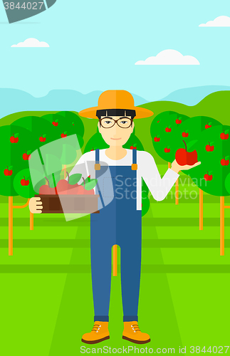 Image of Farmer collecting apples.