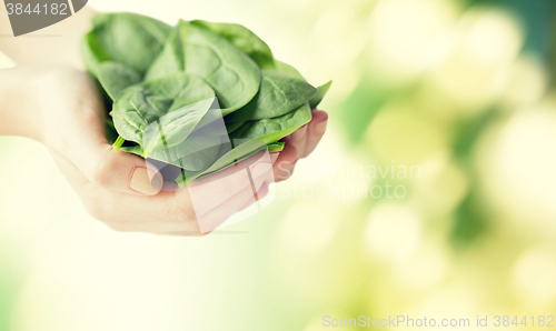 Image of close up of woman hands holding spinach