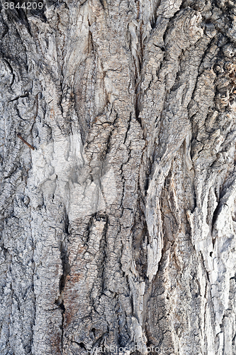 Image of poplar bark texture