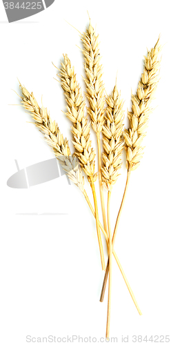 Image of wheat ears on white
