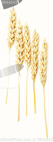 Image of wheat ears on white