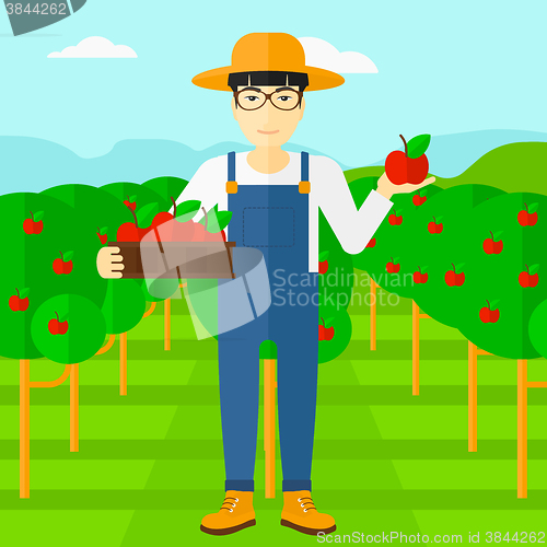 Image of Farmer collecting apples.