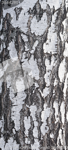 Image of birch bark texture