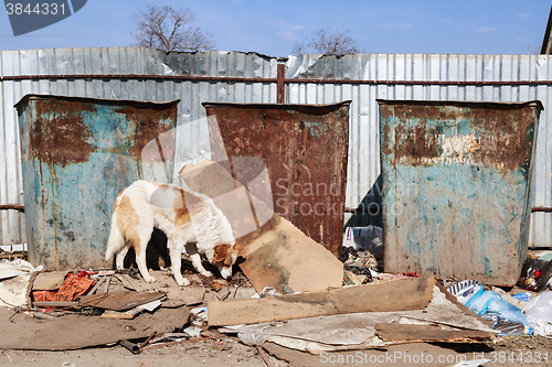 Image of Stray dog 