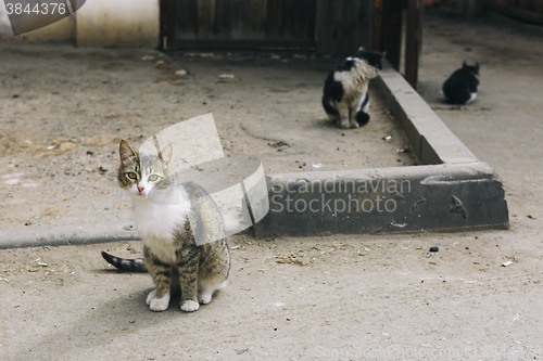 Image of three stray cats