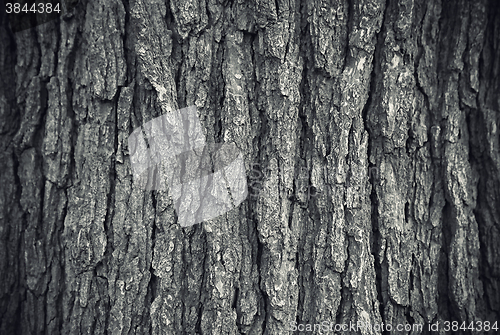 Image of Texture of tree trunk