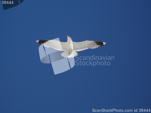 Image of A seagull flying high