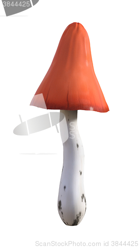 Image of 3D Illustration Mushroom on White