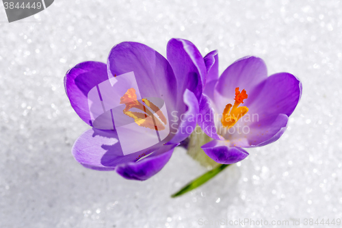 Image of Crocus in the snow