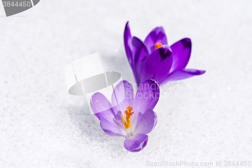 Image of Crocus in the snow