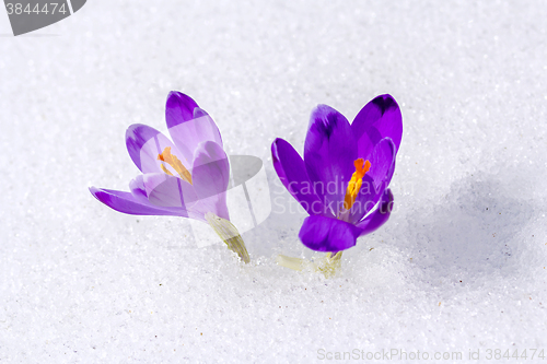 Image of Crocus in the snow