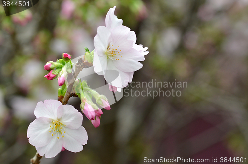 Image of Sakura, the famouse flower of Japan