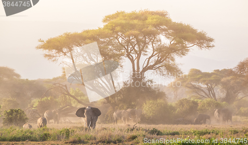 Image of Elephants in front of Kilimanjaro, Amboseli, Kenya