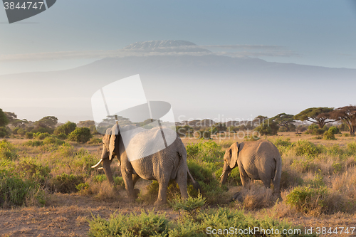 Image of Elephants in front of Kilimanjaro, Amboseli, Kenya