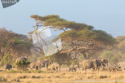 Image of Elephants in front of Kilimanjaro, Amboseli, Kenya