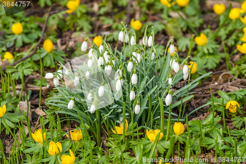 Image of Snowdrop flowers surrounded by Eranthis