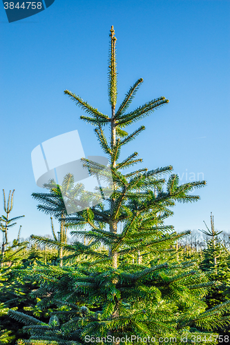 Image of Christmas tree at a plantation with blue sky