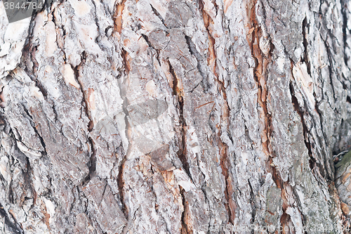 Image of pine bark texture