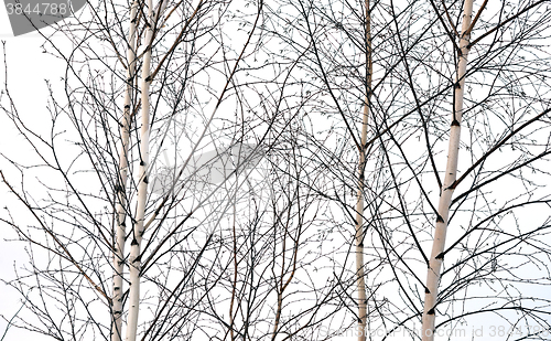 Image of birch trees without leaves
