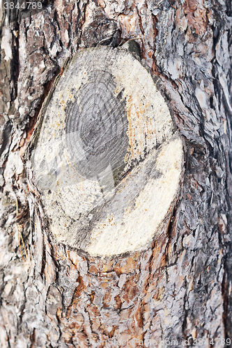 Image of pine bark texture