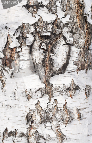 Image of birch bark texture